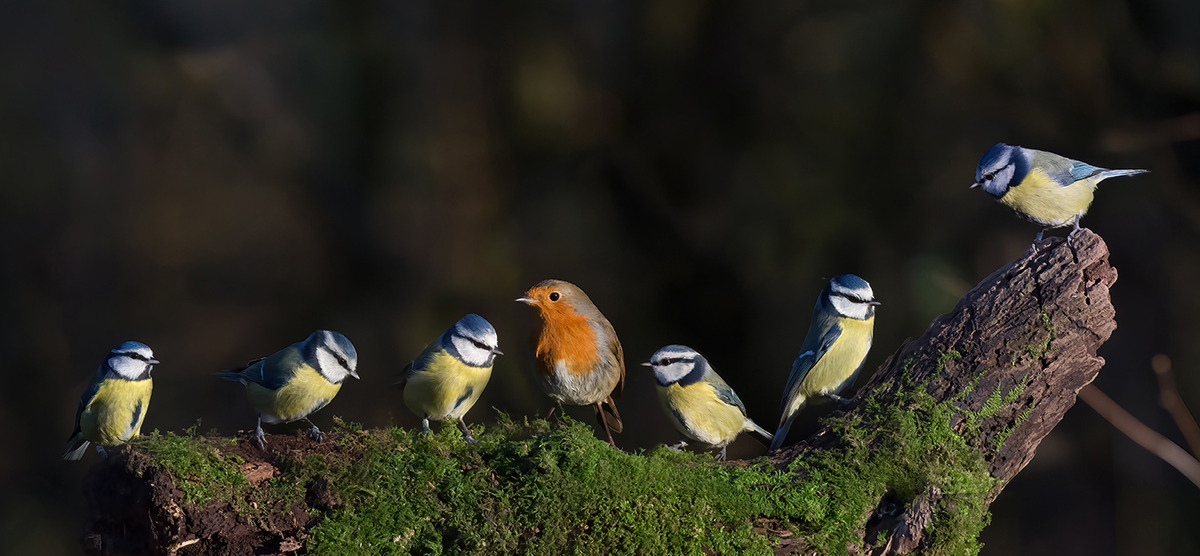 "You said it was Fancy Dress!" (c) Iain Houghton